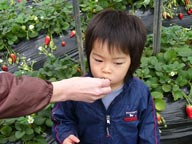 千葉県館山市いちご狩り