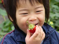 千葉県館山市いちご狩り