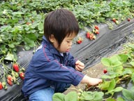 千葉県館山市いちご狩り