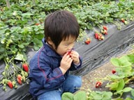 千葉県館山市いちご狩り