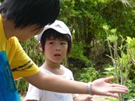 熱帯植物園（由布島）